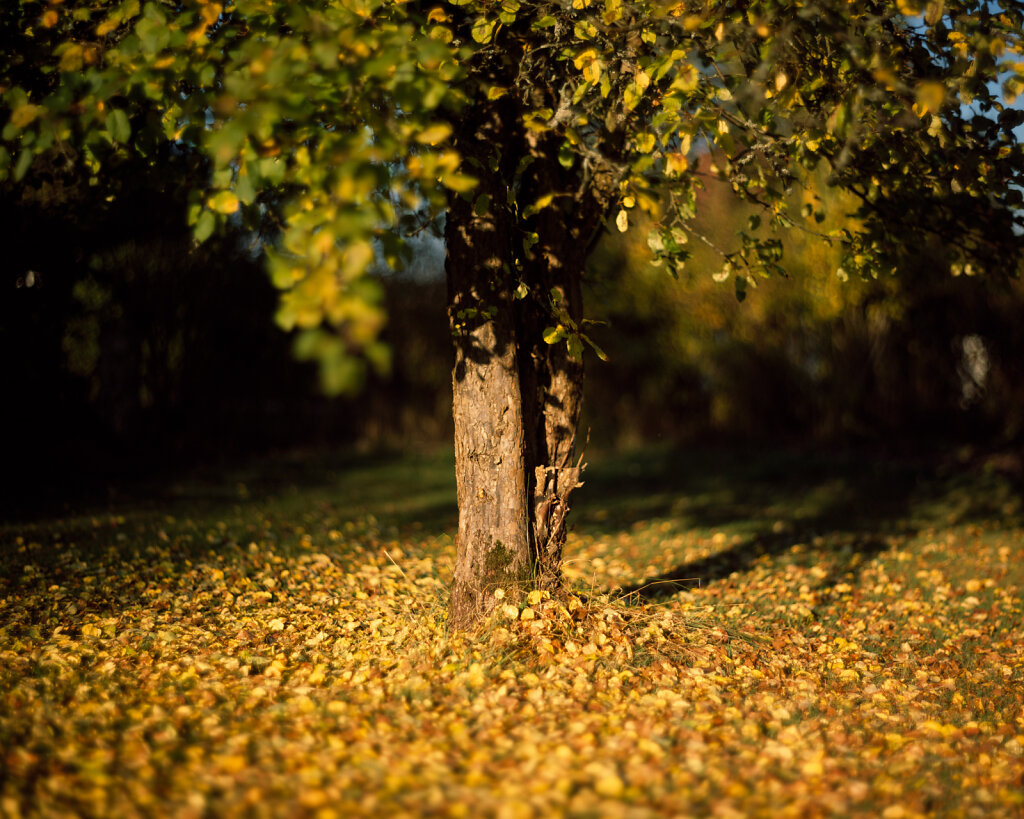 4x5'' Provia