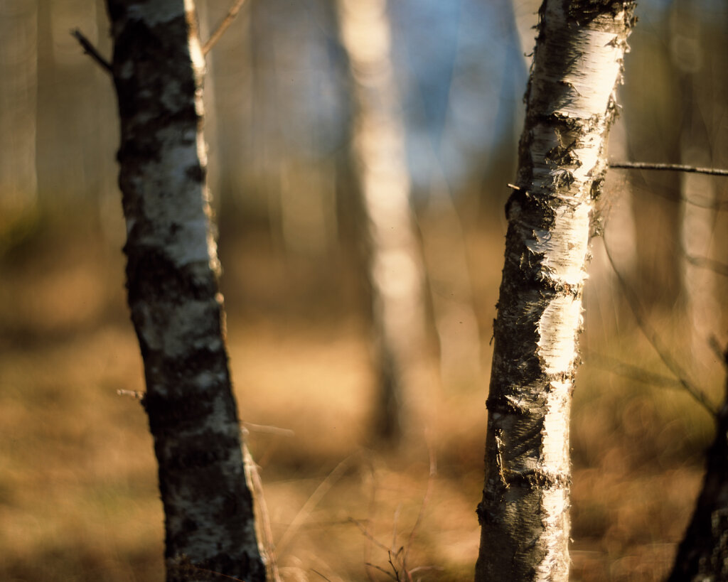 4x5'' Provia