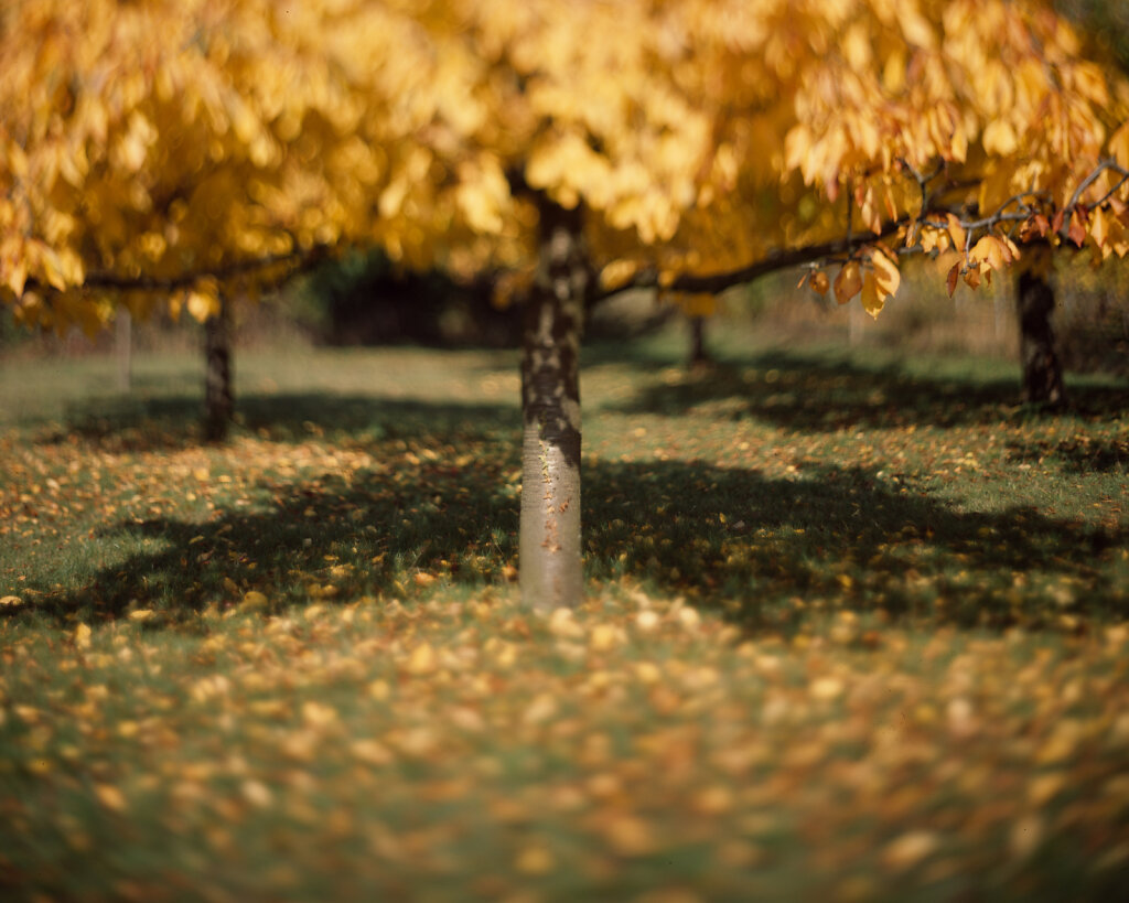 4x5'' Provia