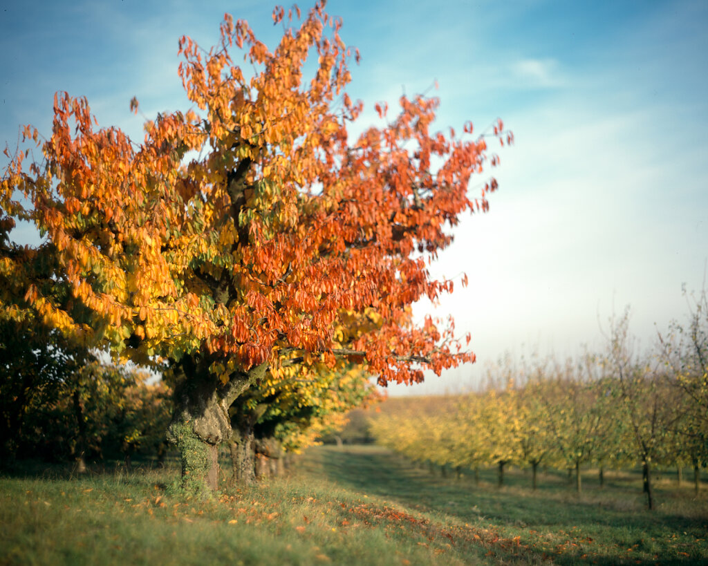 4x5'' Provia