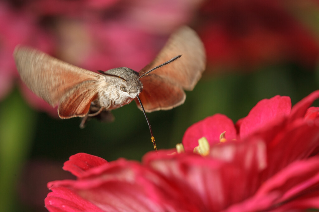 Moro-sphinx, Alsace