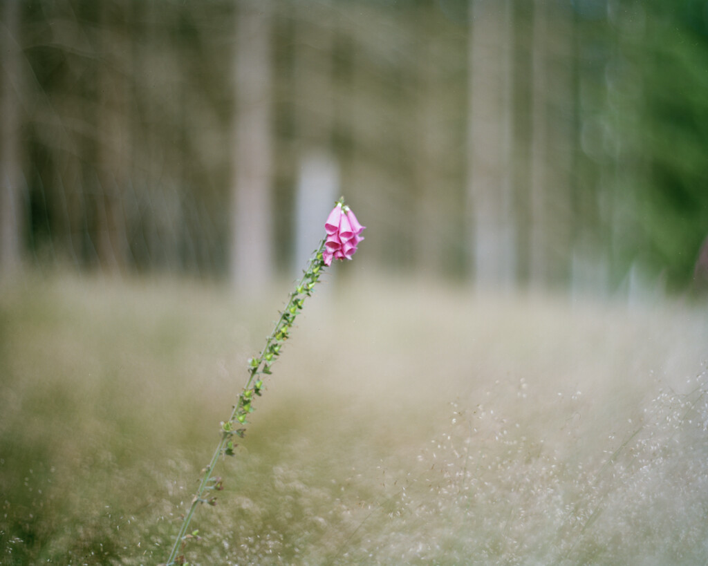 4x5'' Portra 160